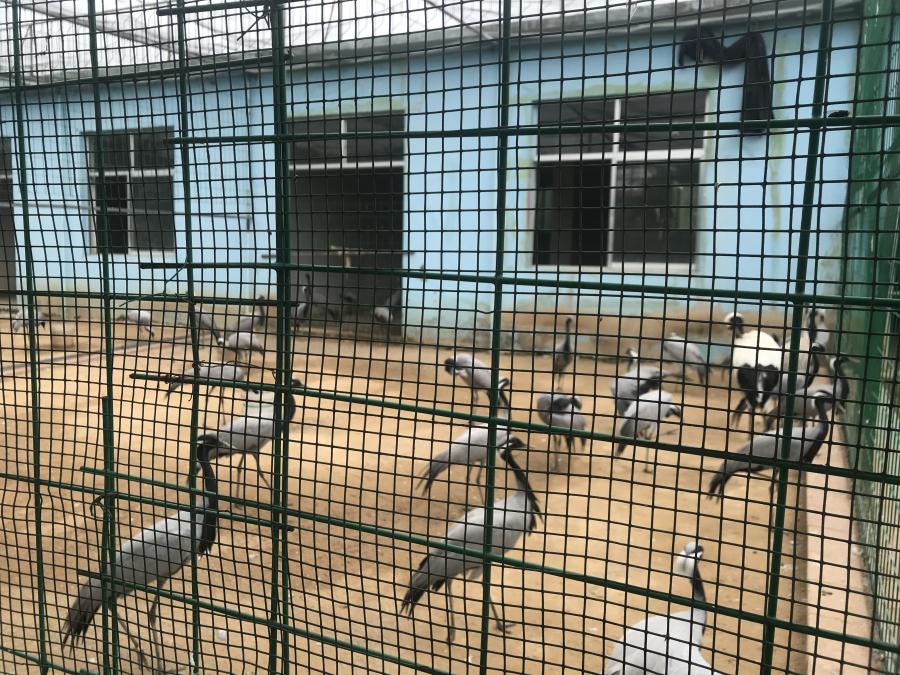 天鵝湖風(fēng)景區(qū)（泰山）速覽！(圖5)