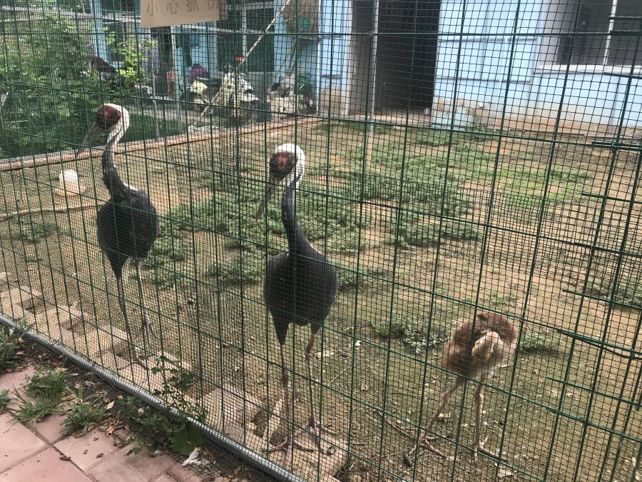 天鵝湖風(fēng)景區(qū)（泰山）速覽！(圖6)