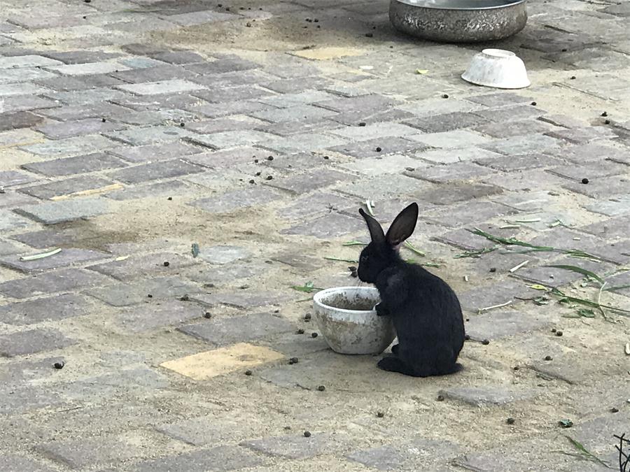 天鵝湖風(fēng)景區(qū)（泰山）速覽！(圖7)