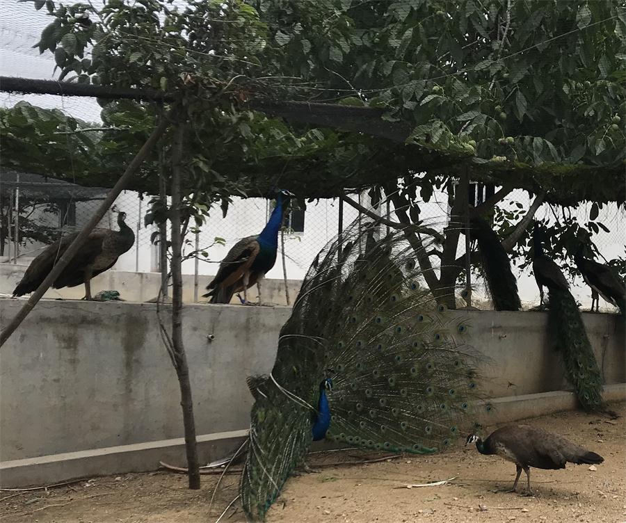 天鵝湖風(fēng)景區(qū)（泰山）速覽！(圖11)