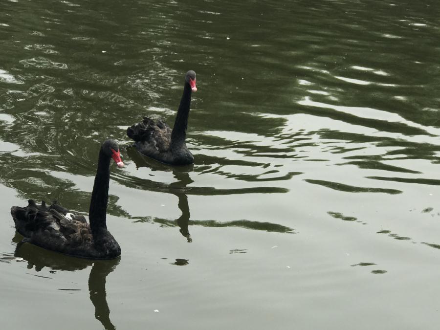 天鵝湖風(fēng)景區(qū)（泰山）速覽！(圖13)