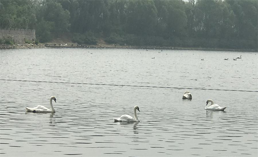 天鵝湖風(fēng)景區(qū)（泰山）速覽！(圖18)