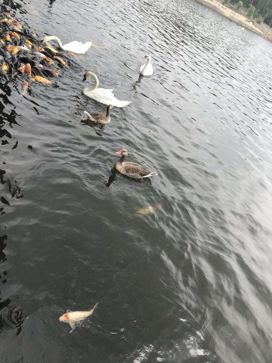 天鵝湖風(fēng)景區(qū)（泰山）速覽！(圖17)